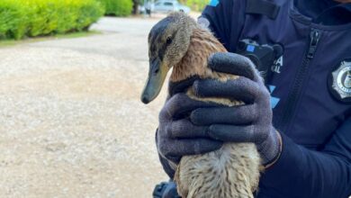 Pato rescatado por la Policía Local de Albacete