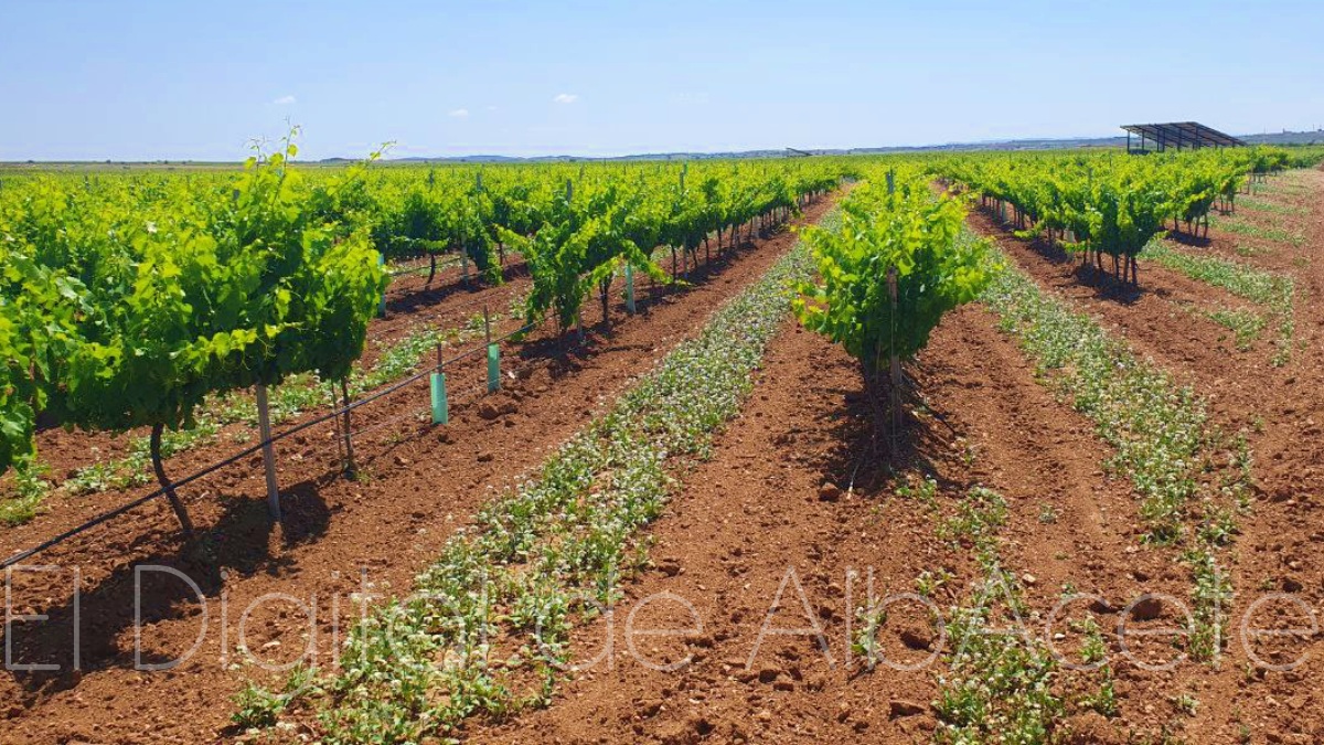 Viñedo con cubierta vegetal en Cenizate (Albacete)