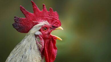 Gallo - Pixabay - Albacete - Foto de archivo