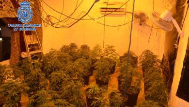 Plantación de marihuana en Albacete / Foto: Policía Nacional