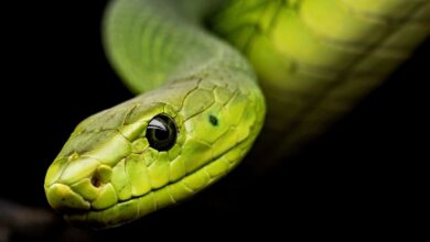 Foto de archivo de una serpiente cualquiera - PIXABAY