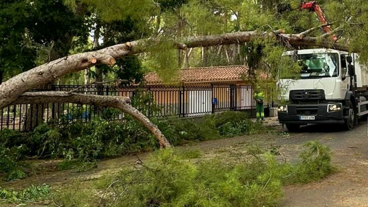 Talarán 7 pinos de más de 20 metros de altura en el Parque Abelardo ...