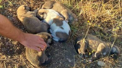 Policía Local de Albacete