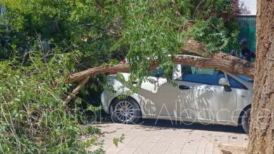 Caída de una rama en Albacete