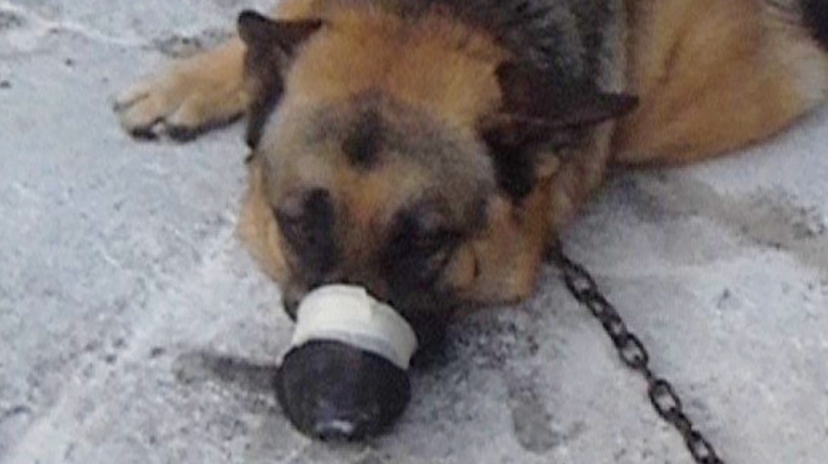 Perro maltratado