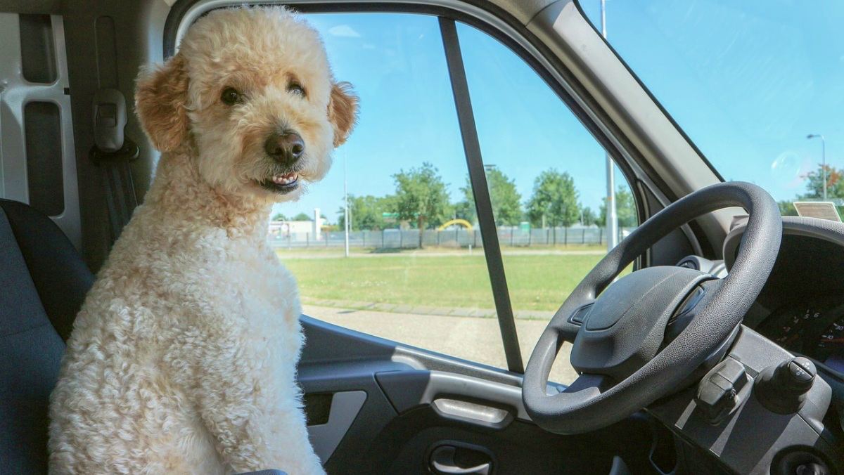 Así debes llevar a tu mascota en coche con la nueva Ley de Bienestar Animal