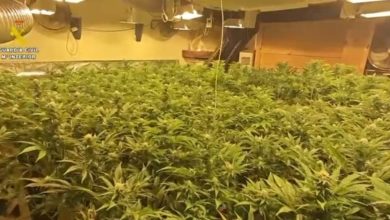 Imagen de archivo de una plantación de marihuana
