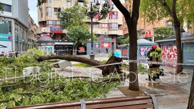 Árbol caído en la Plaza Mayor de Albacete